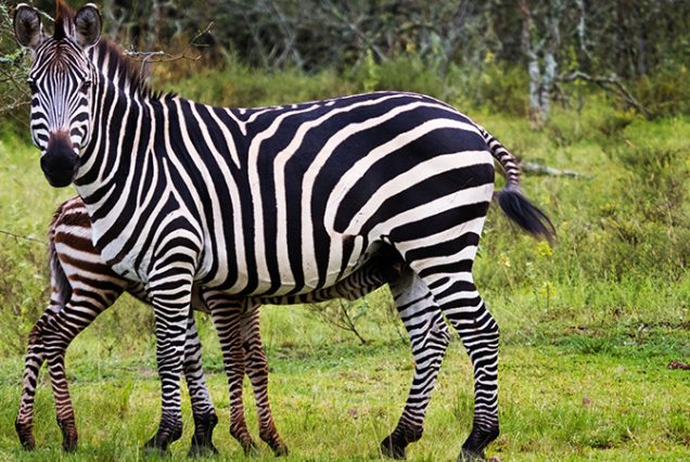 Best of Rwanda Safari